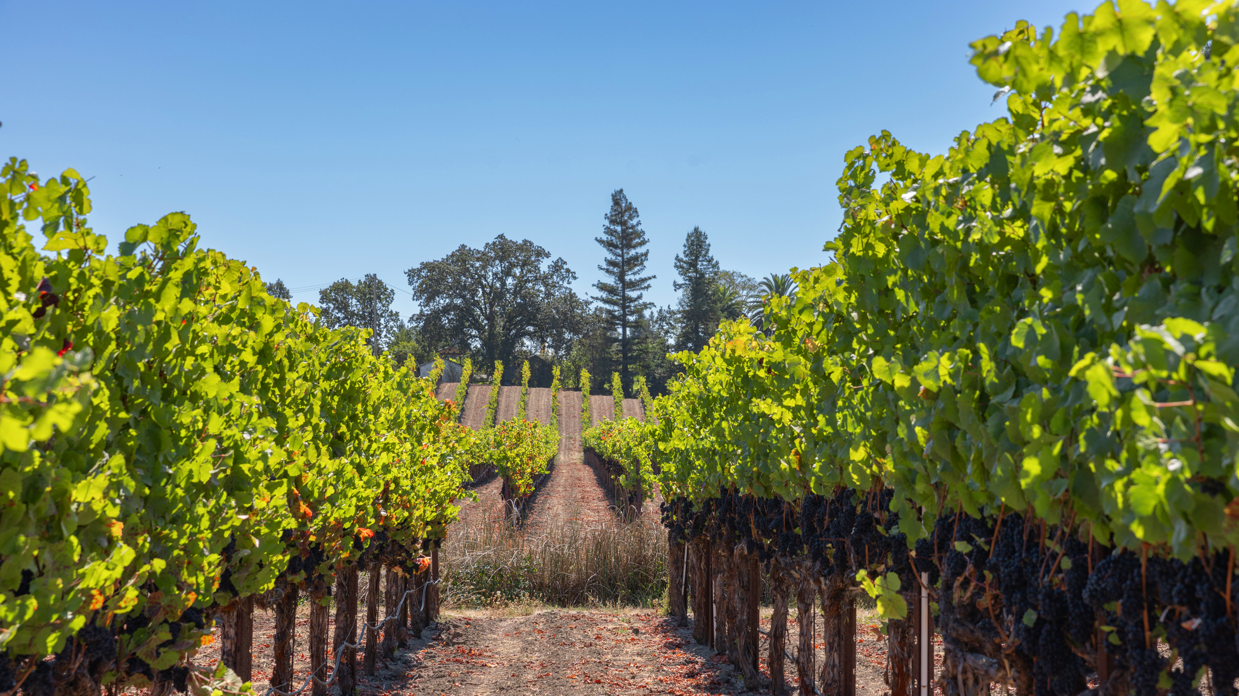 145 Acre Getaway In Sonoma Wine Country